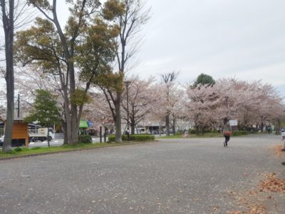 大洲防災公園には桜がいっぱい